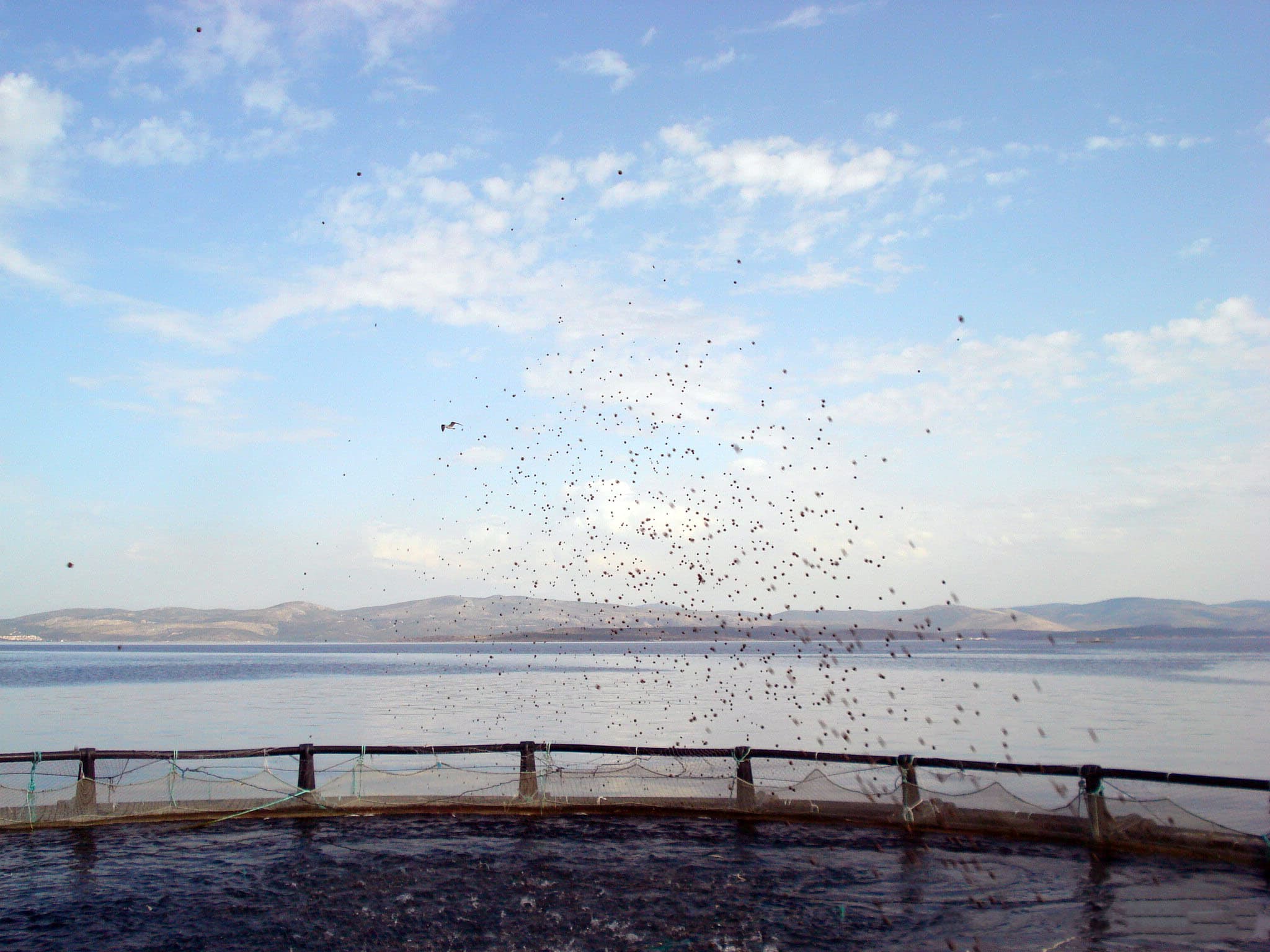 Fütterungsautomatik